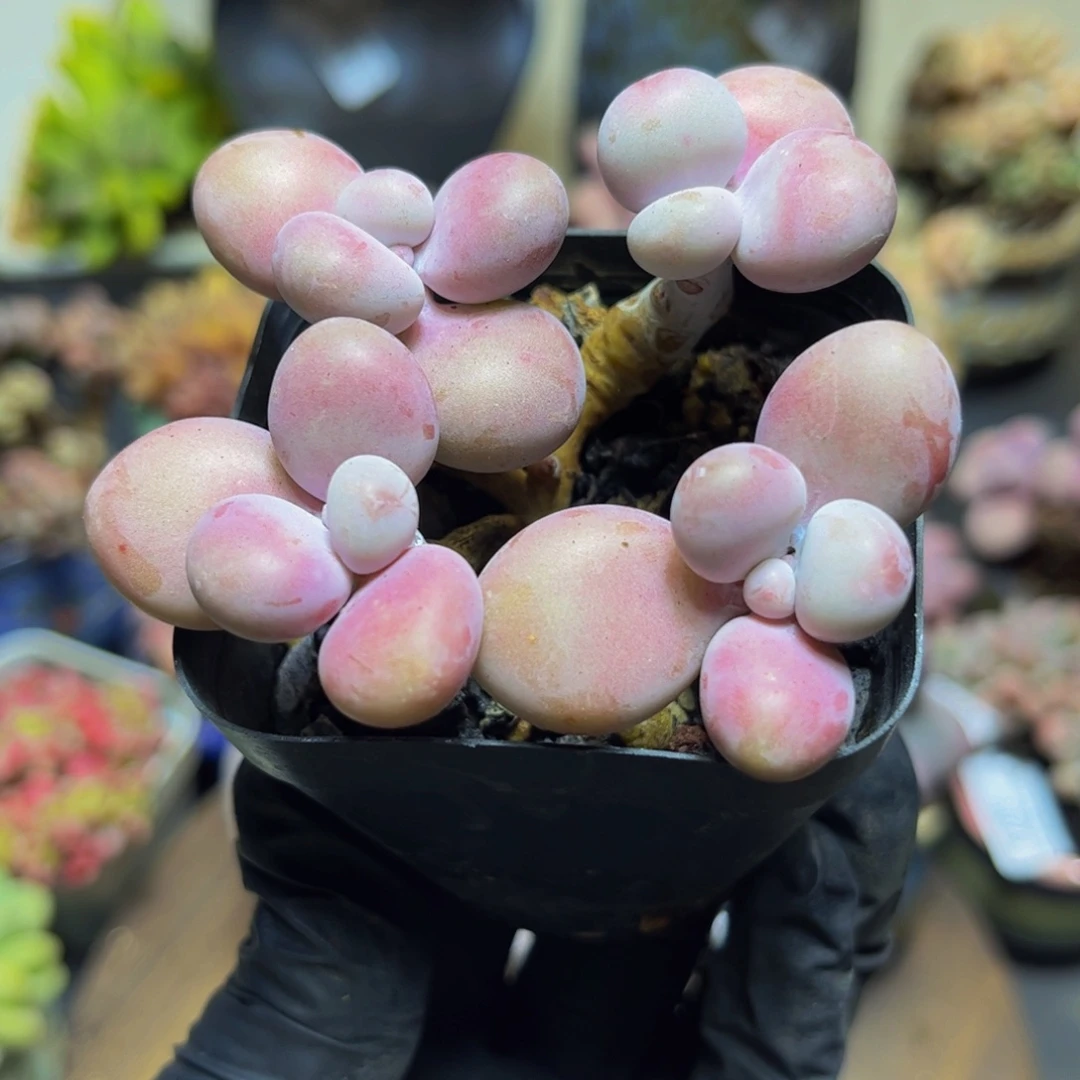 339桃蛋7厘米（福利漏！！）