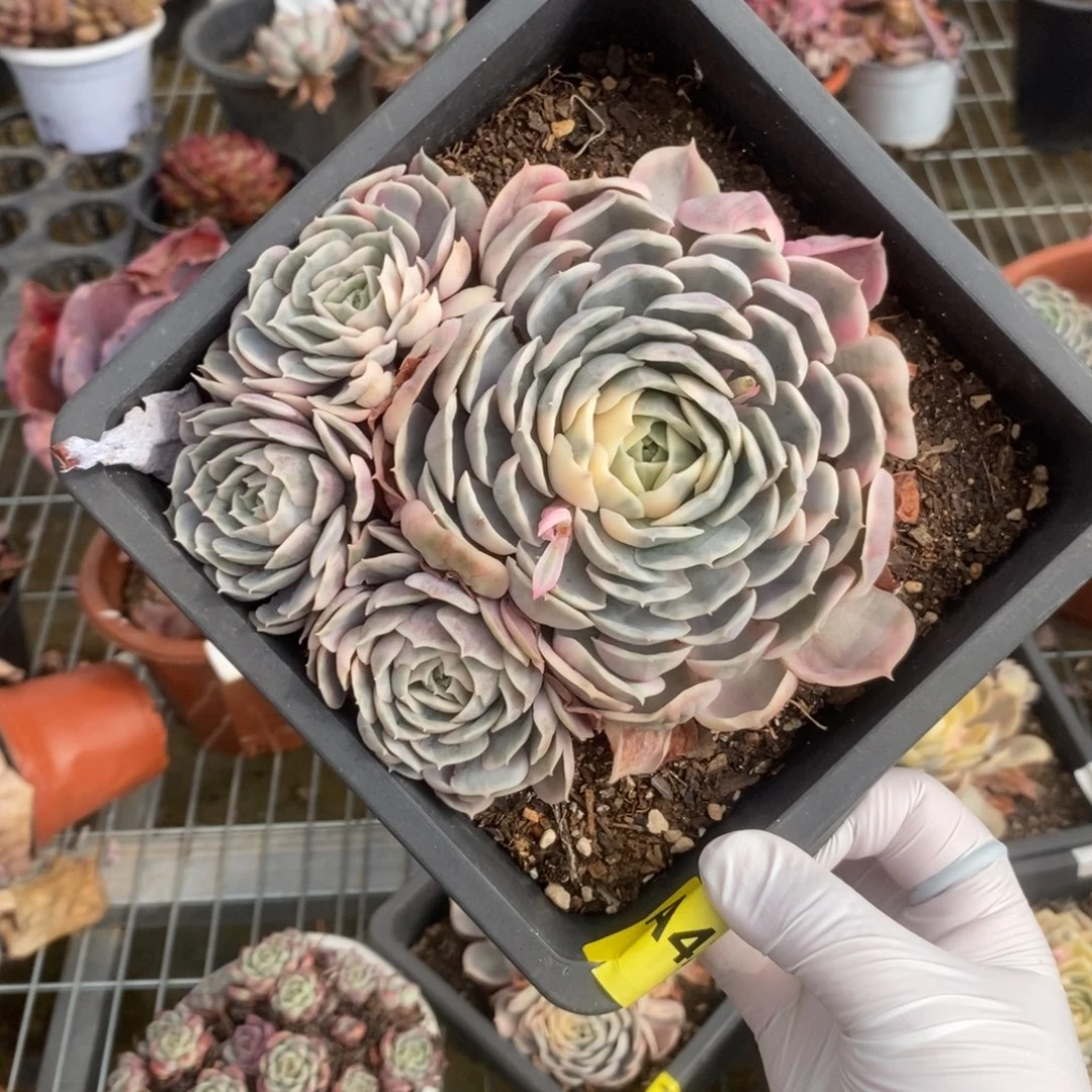 422昂斯诺锦一物一拍