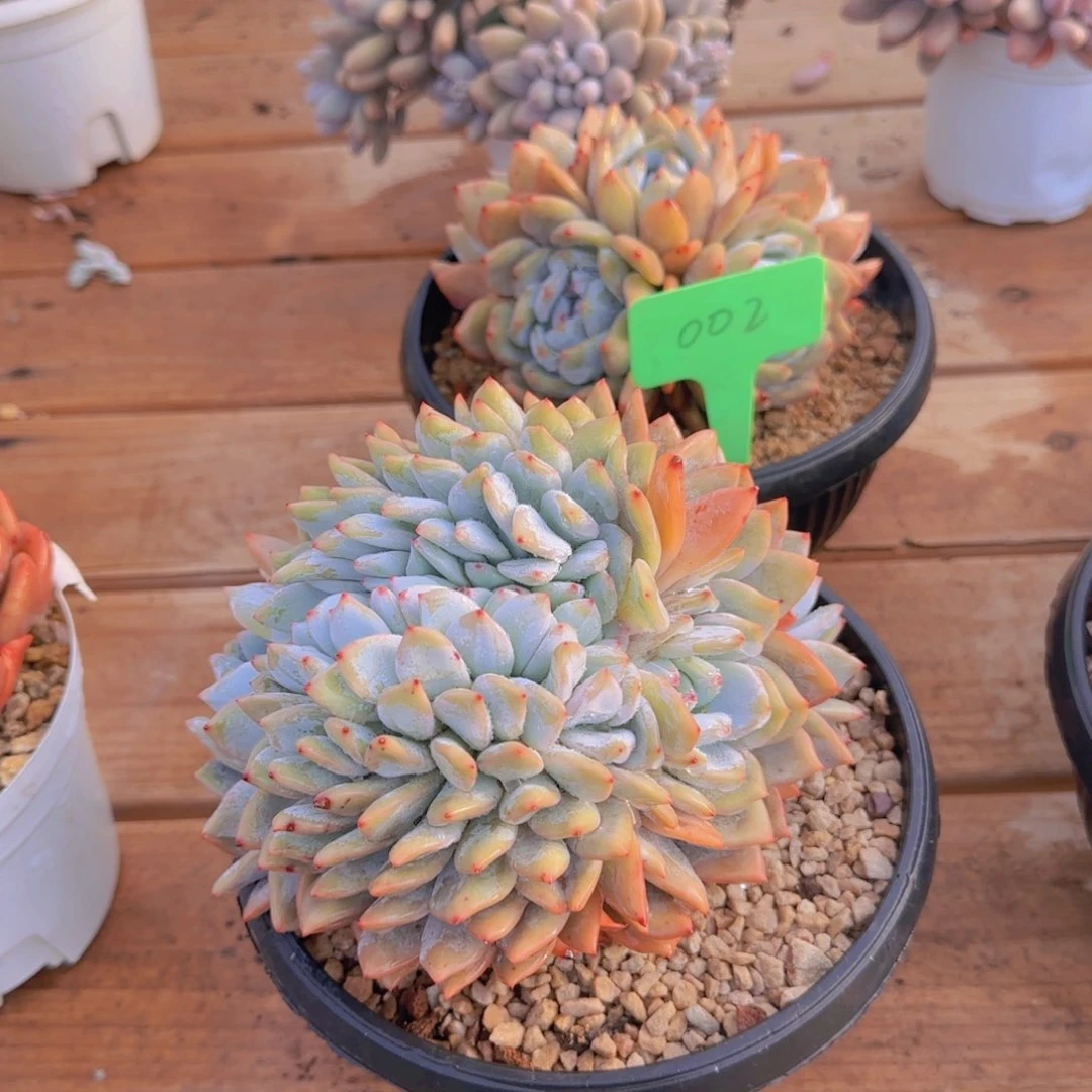 组合套餐编号2号