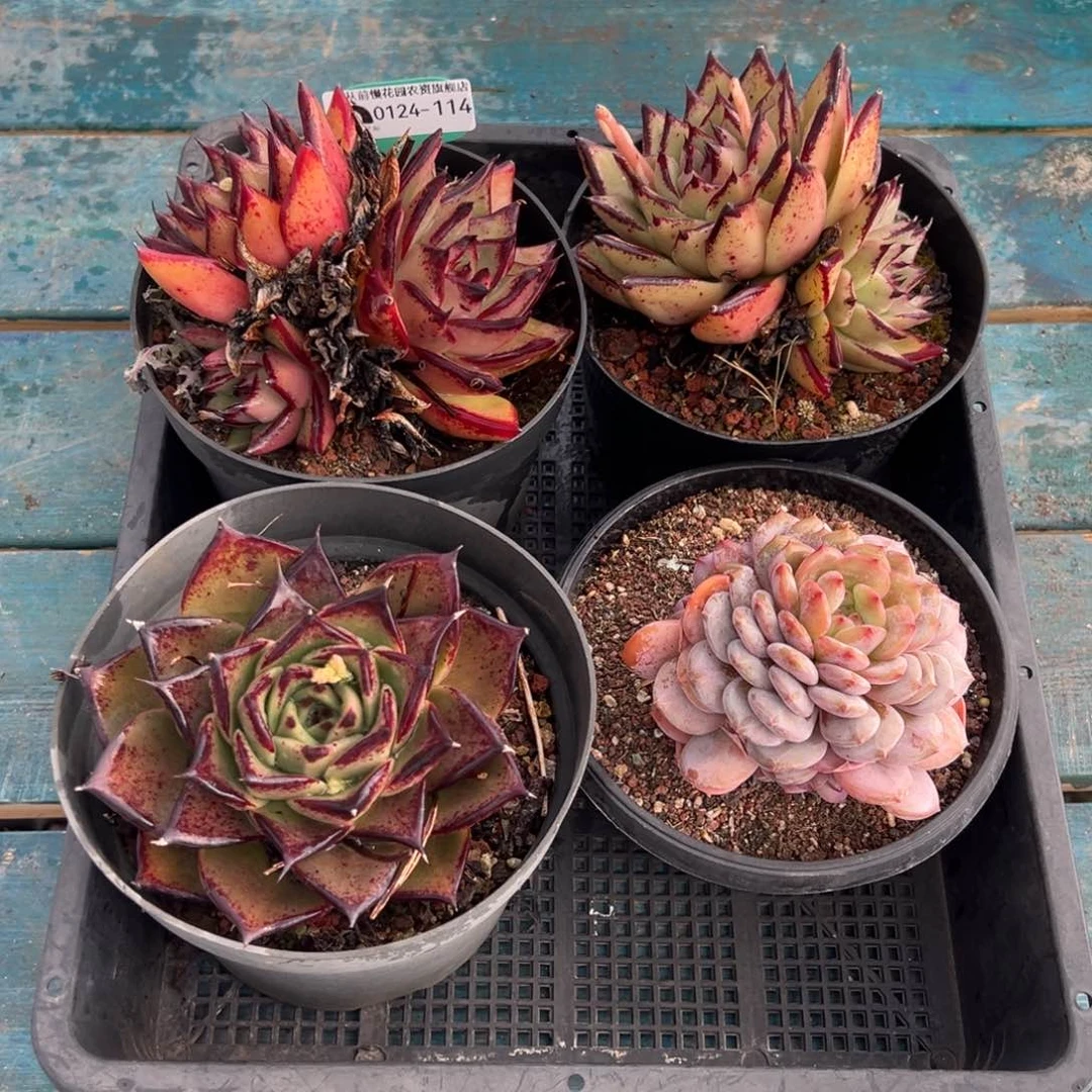 从前慢多肉精选编号0124.114