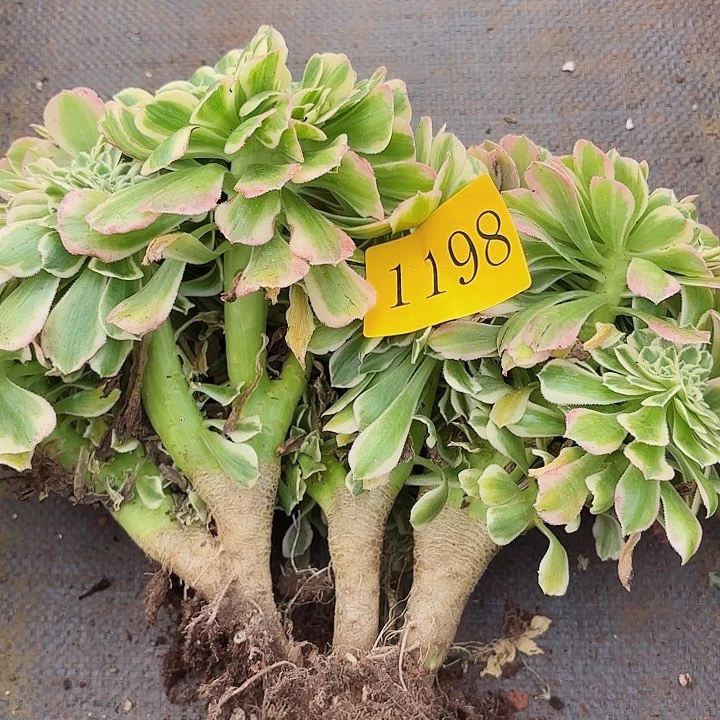 多肉植物福利1198