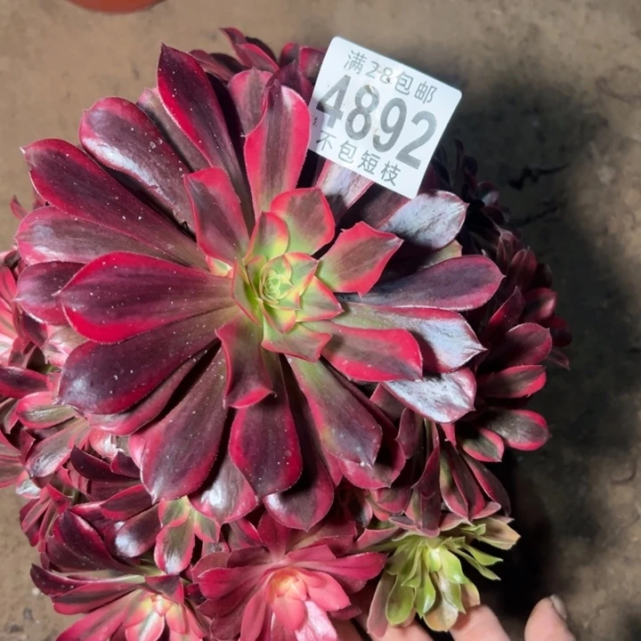 4892多肉植物法师美杜莎
