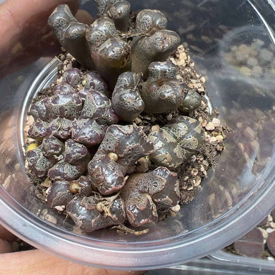 【闪购商品】 259。