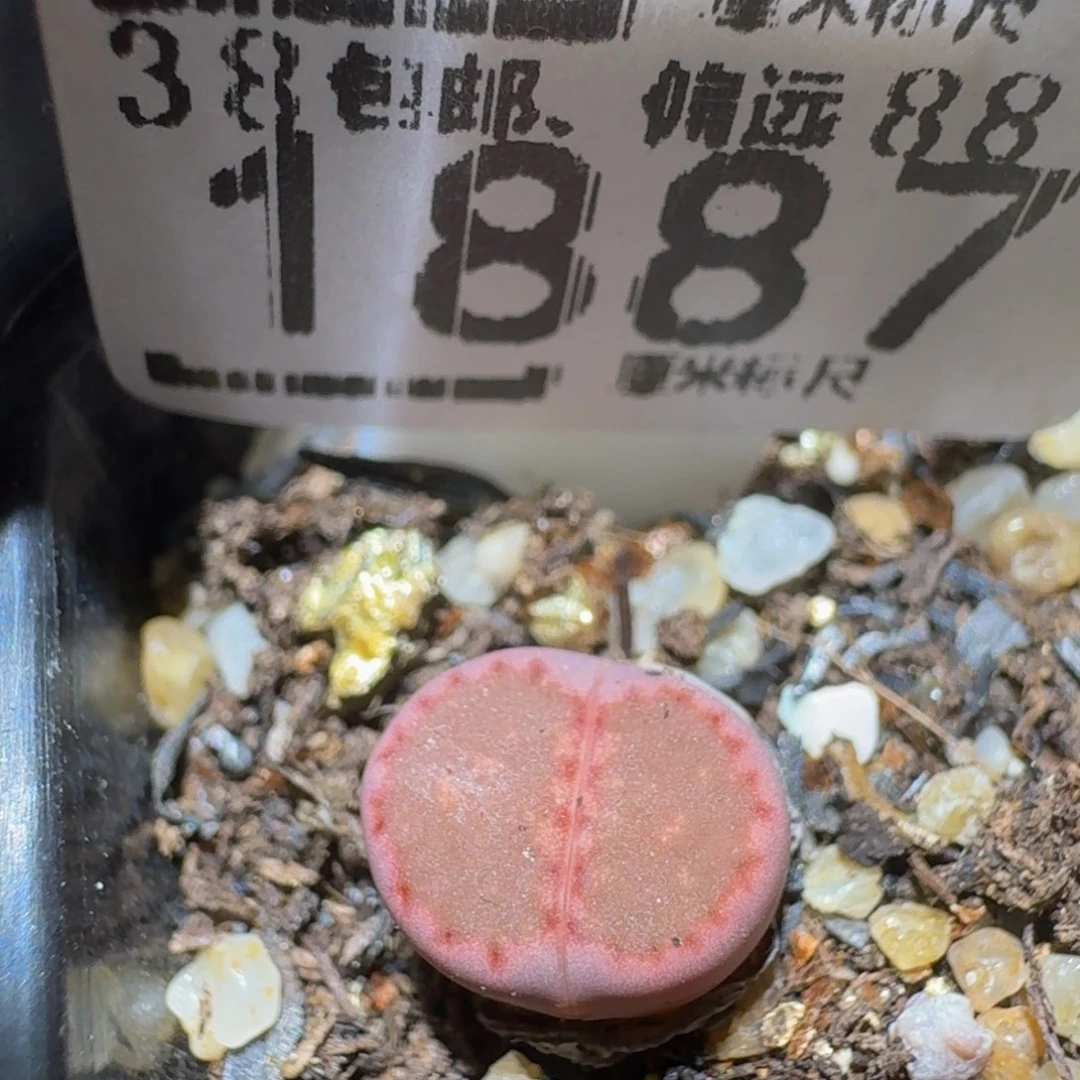 Ssss精品生石花1887