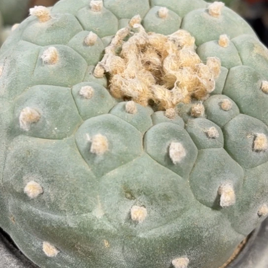 完全开放实生大海鲜兜