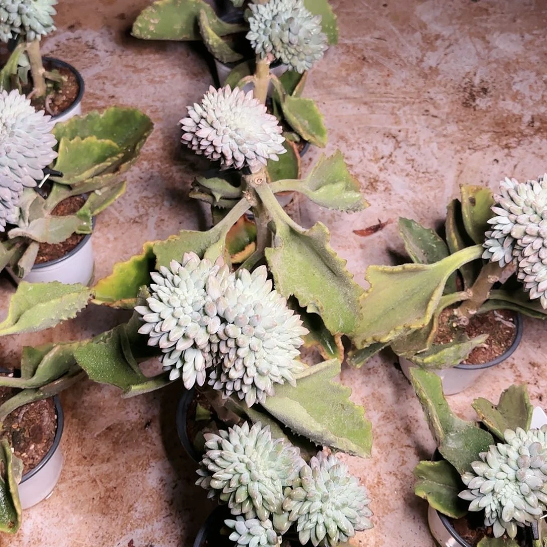 温****。打工人，所罗门缀，5个390     肉