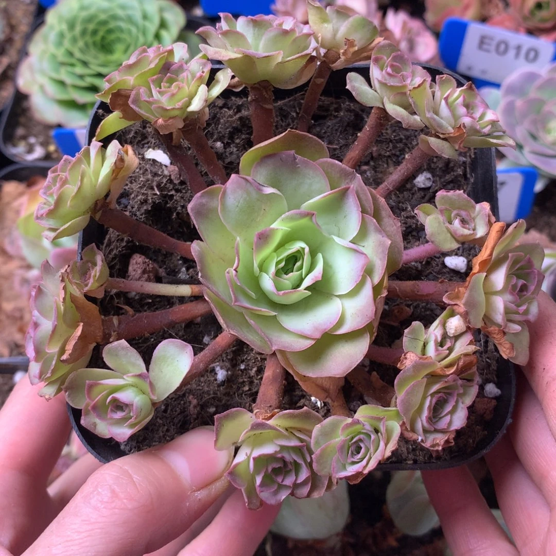 一物一拍耶罗初见001