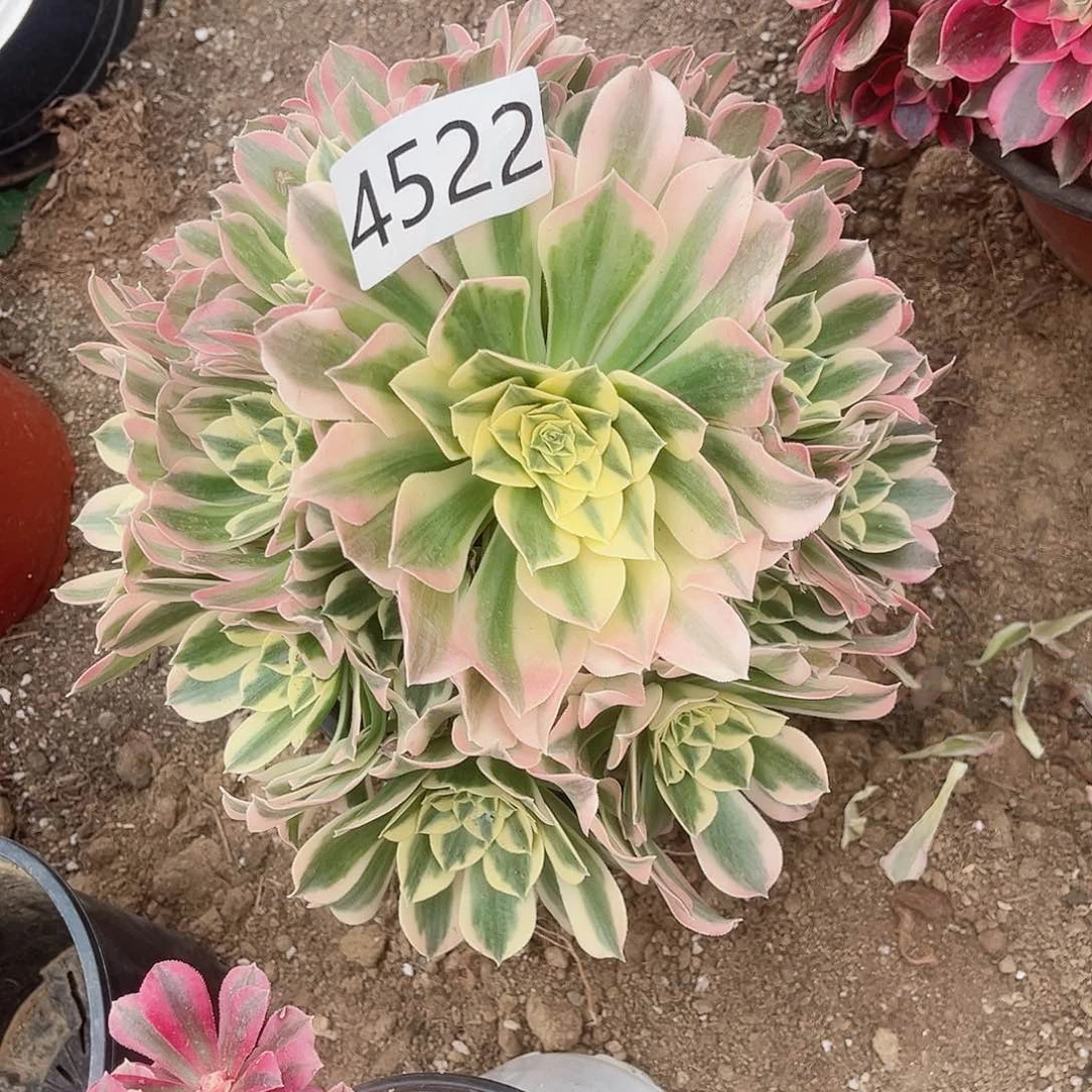 4522白凤多肉植物