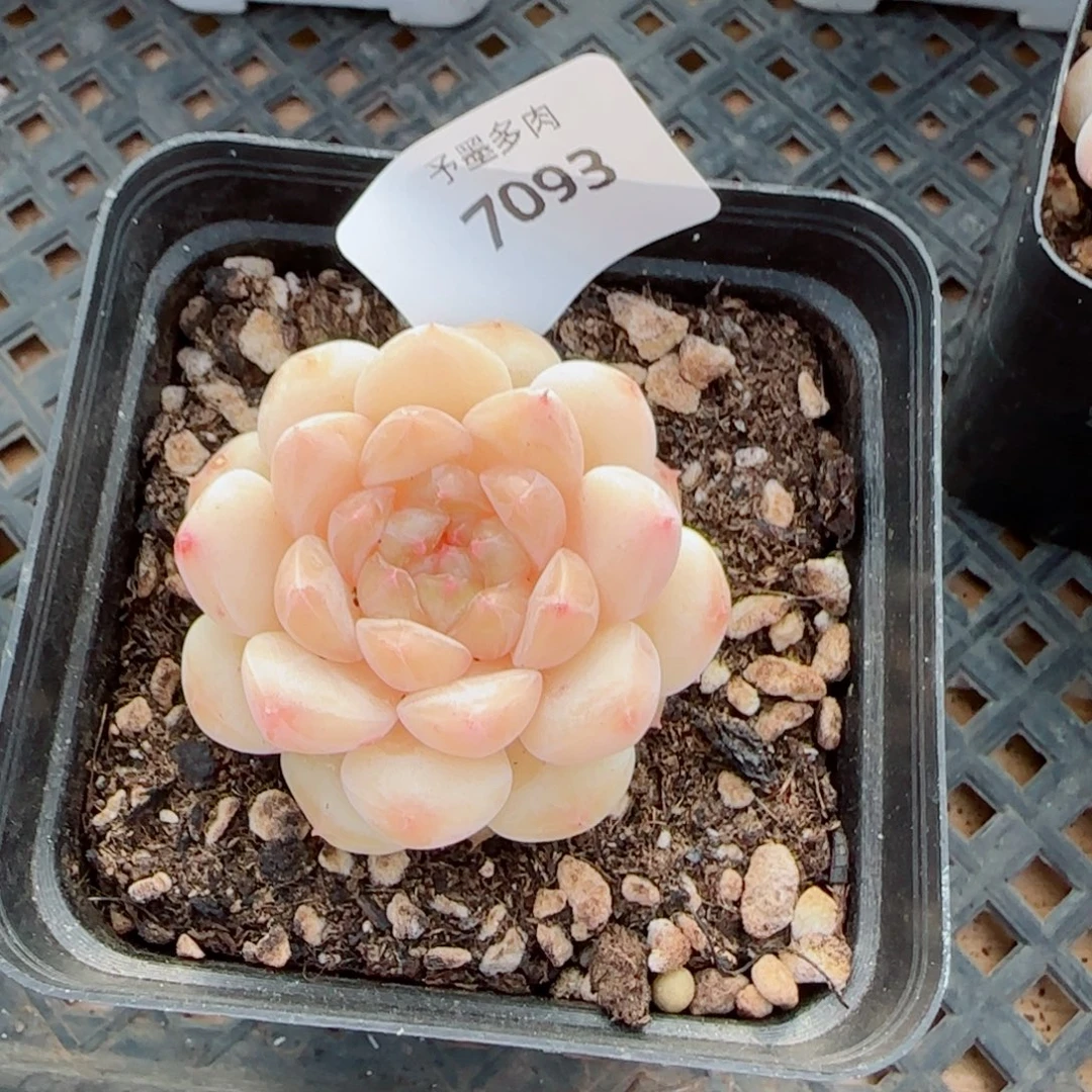 小奶龙，7093多肉植物