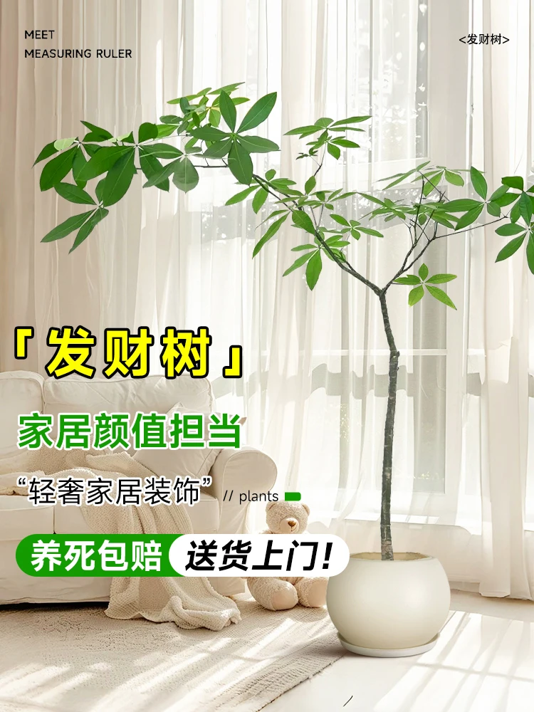 网红飘枝原生发财树盆栽大棵老桩飘枝大型绿植适合室内客厅办公室