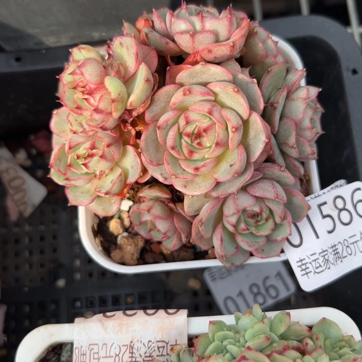 幸运儿是一位非常优秀且非常