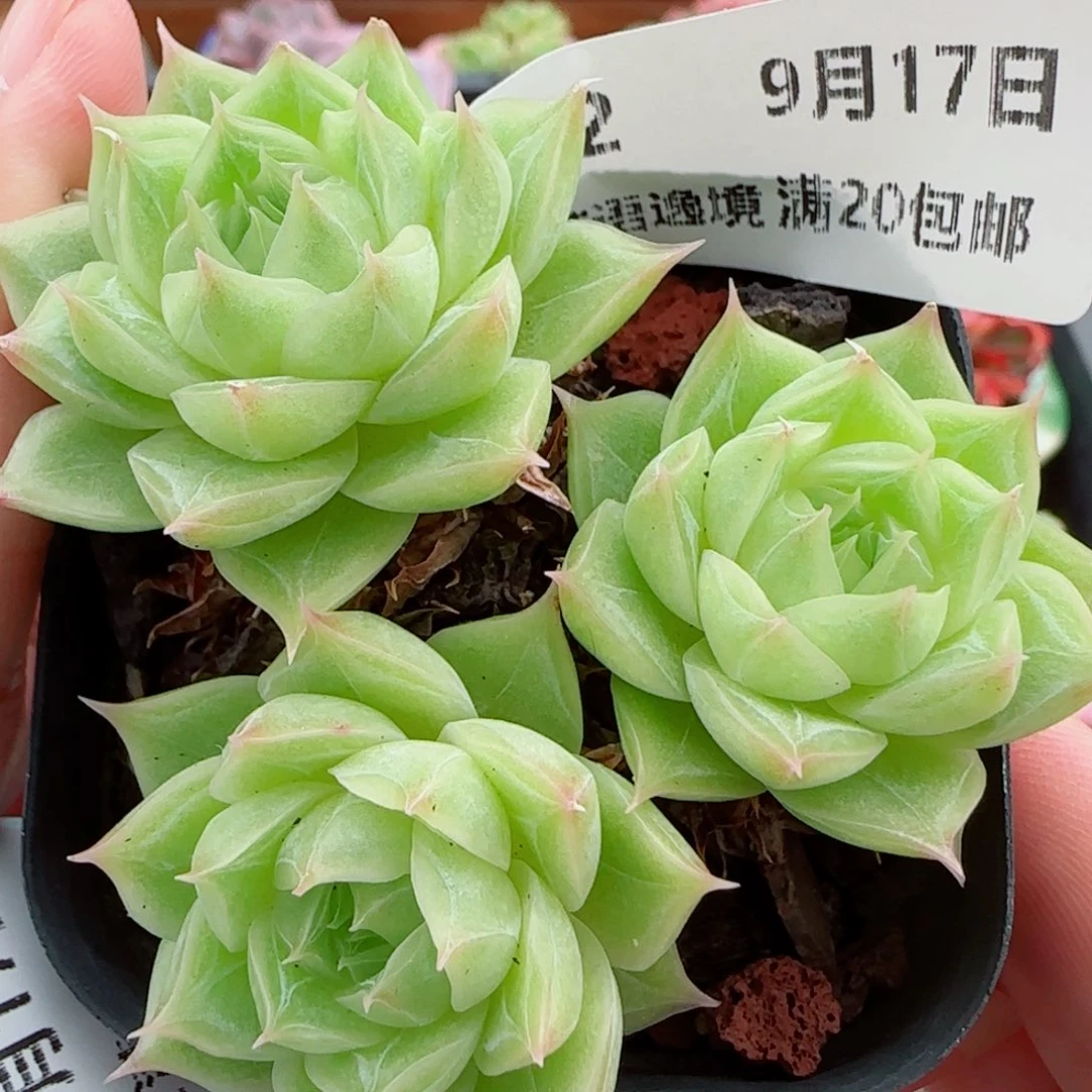 花语逸镜0917-02开播福利散