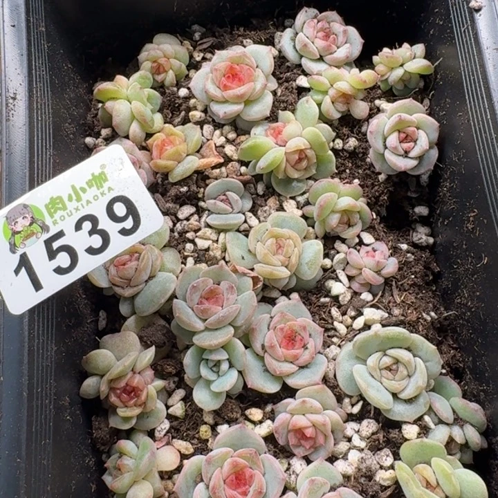 暖*?多肉植物多肉植物