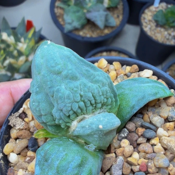 外星怒家的外星怒苗