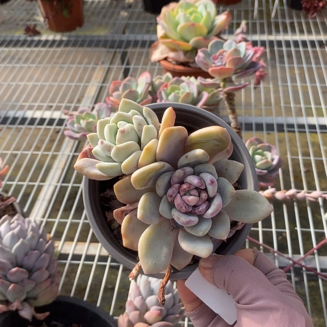 5542奥普琳娜一物一拍