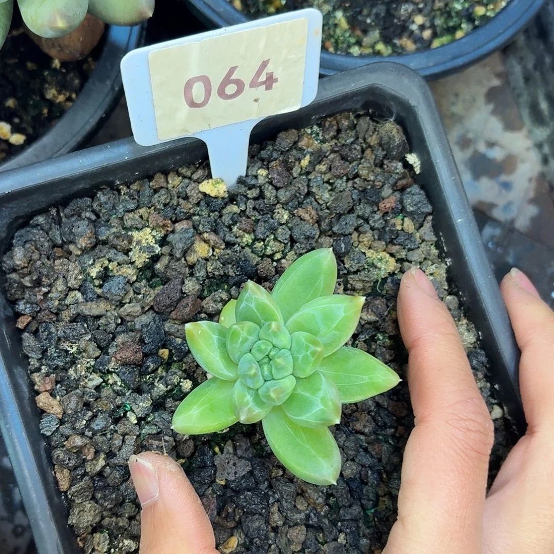 雪戴丽9999999999999999