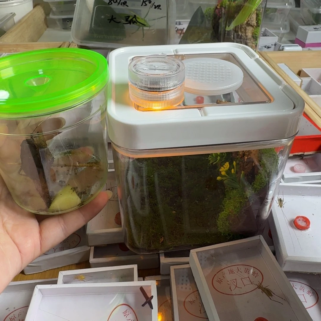 一个小号生态盒加一个电报蛉