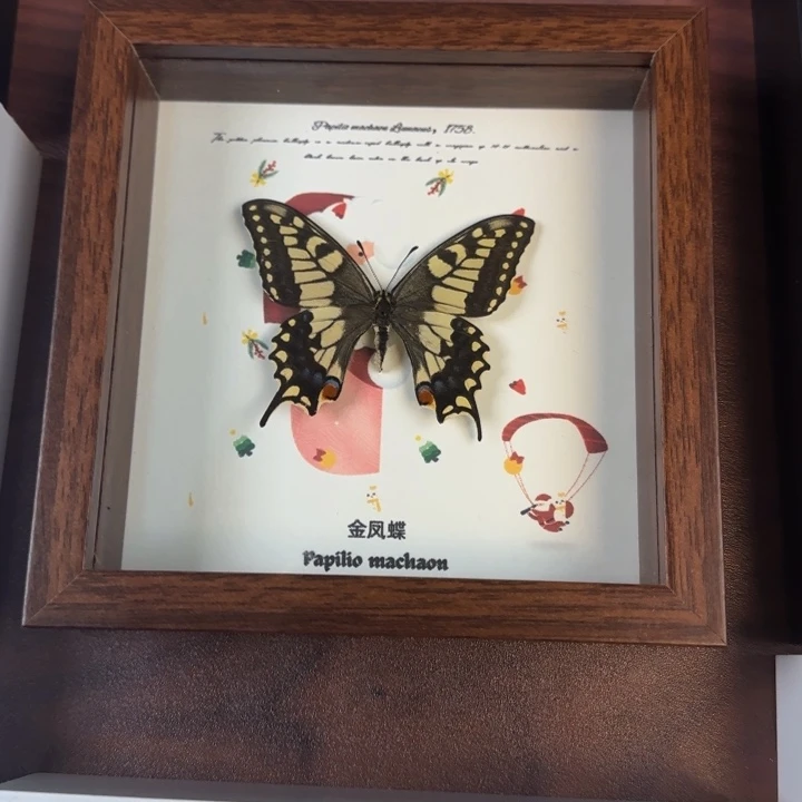 蝴蝶标本蝴蝶标本