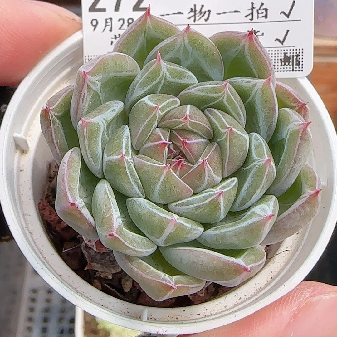 多肉0928--272雪花珍妮