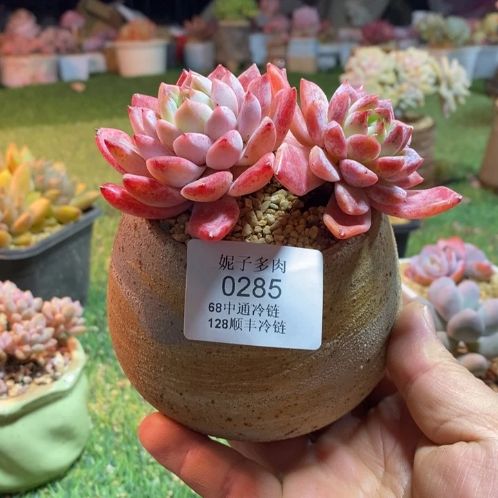 0285啊啊啊啊啊啊啊啊啊啊啊