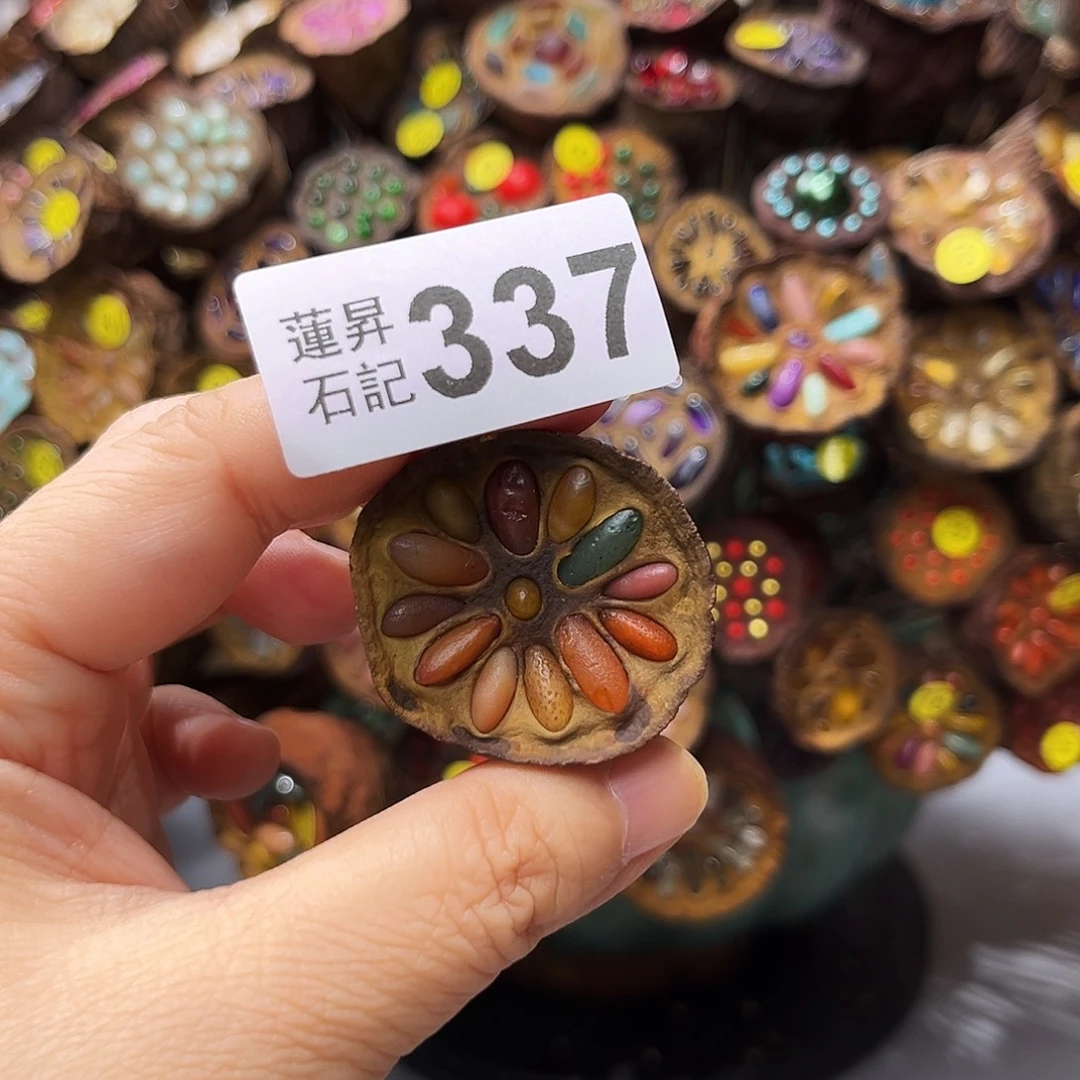 小***草核桃木/黑胡桃（胡桃木）337