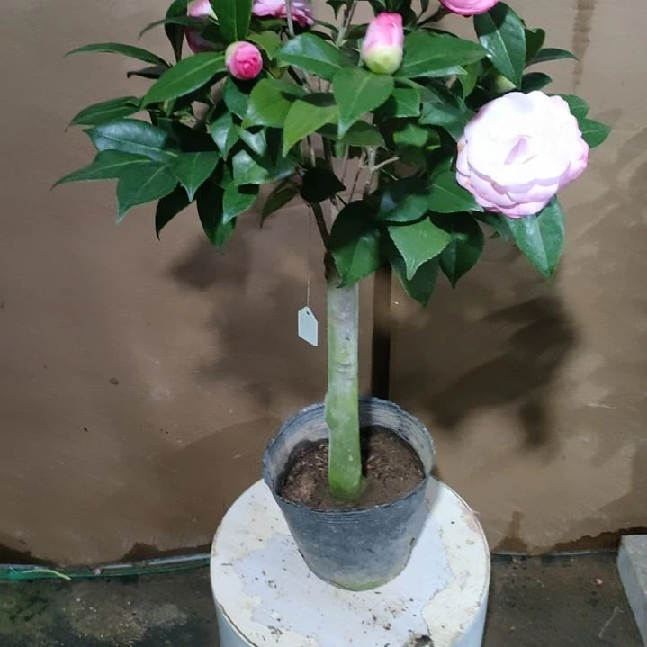 41心愿，原盆原土发货 ，不包邮