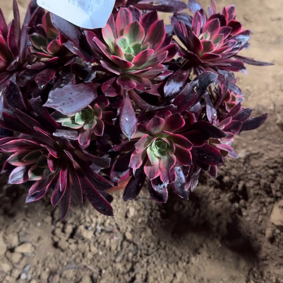 安*142号白婚法师不包损