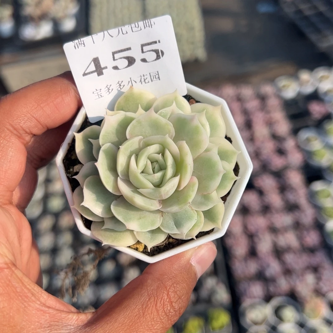 455号昂斯诺锦一物一拍满18包邮