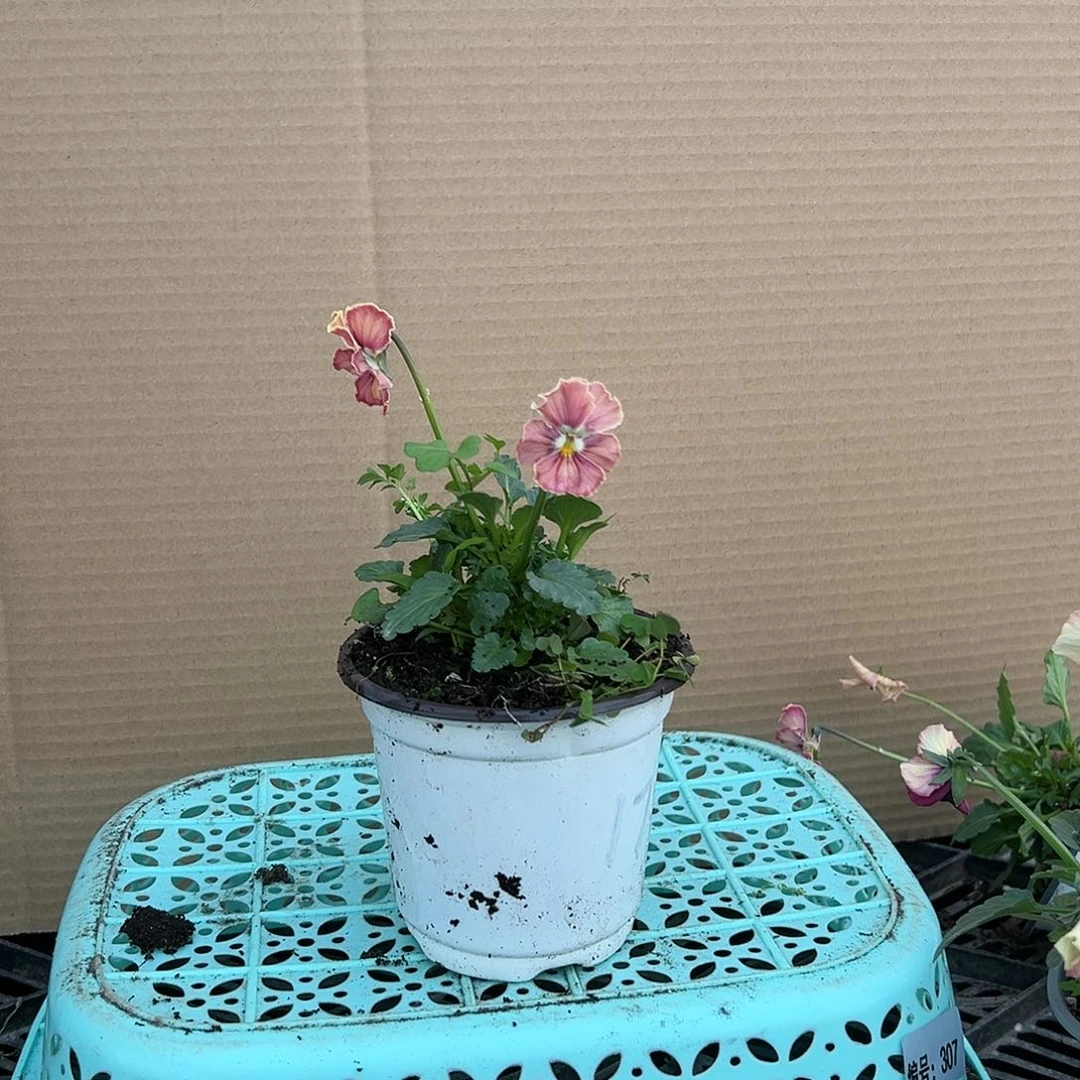 【闪购商品】完全开放173号