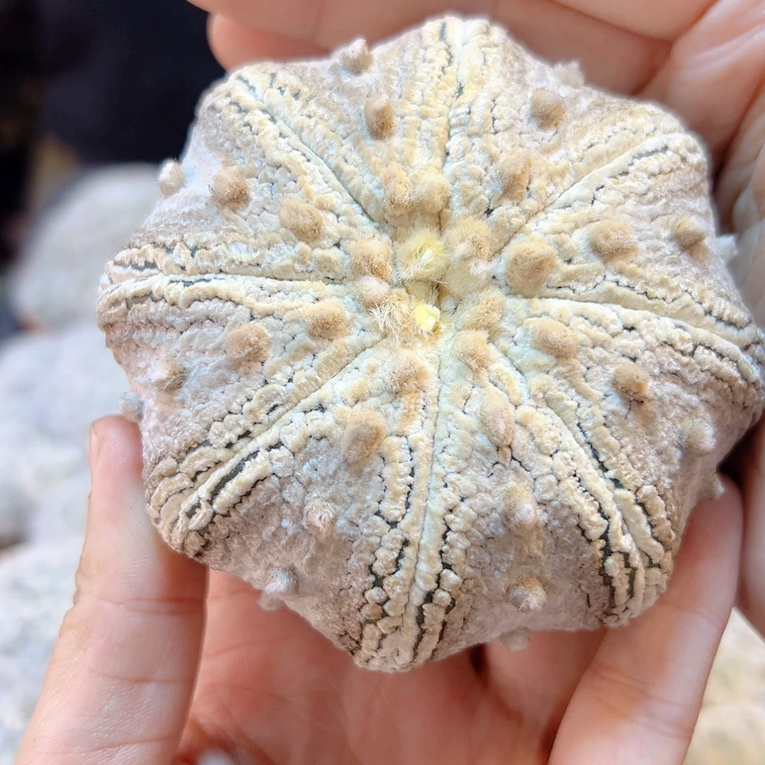 10号苗接浓白海星兜无根8.8公分