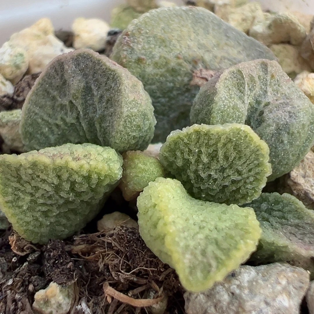 福利款实生新品大苗冰枝纹