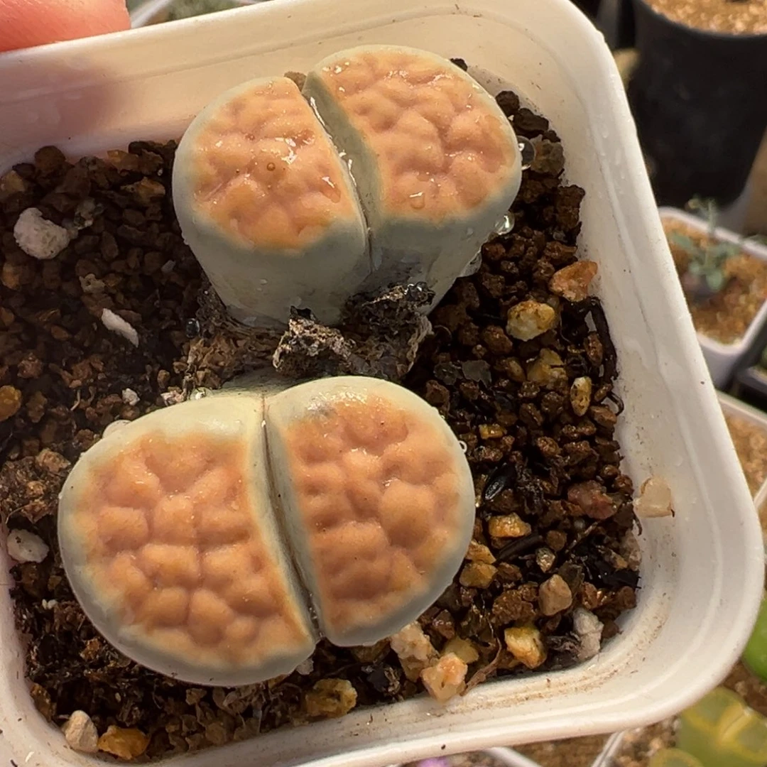 256多肉植物种类多样
