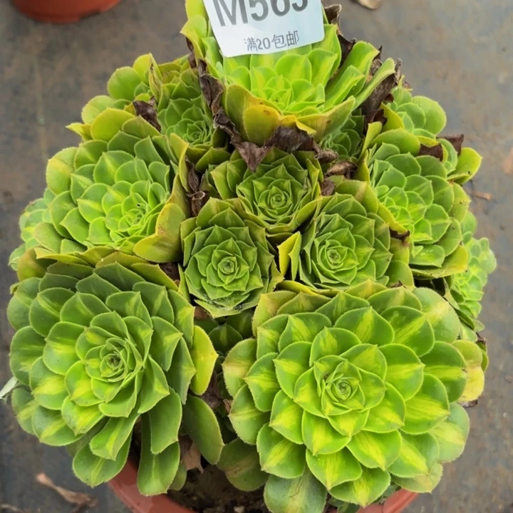 瑞妈多肉植物，563翡翠琉璃