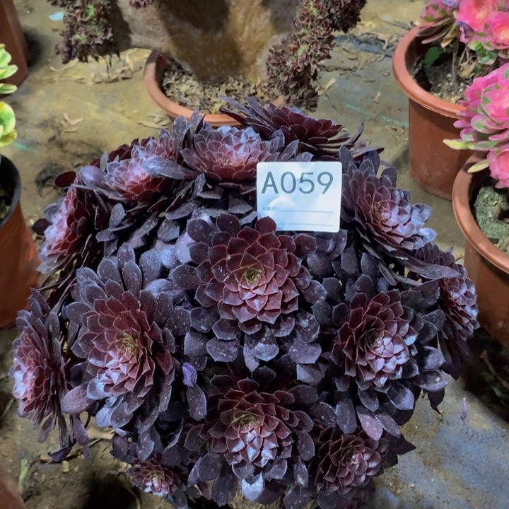 熙***黑铜05900000000000