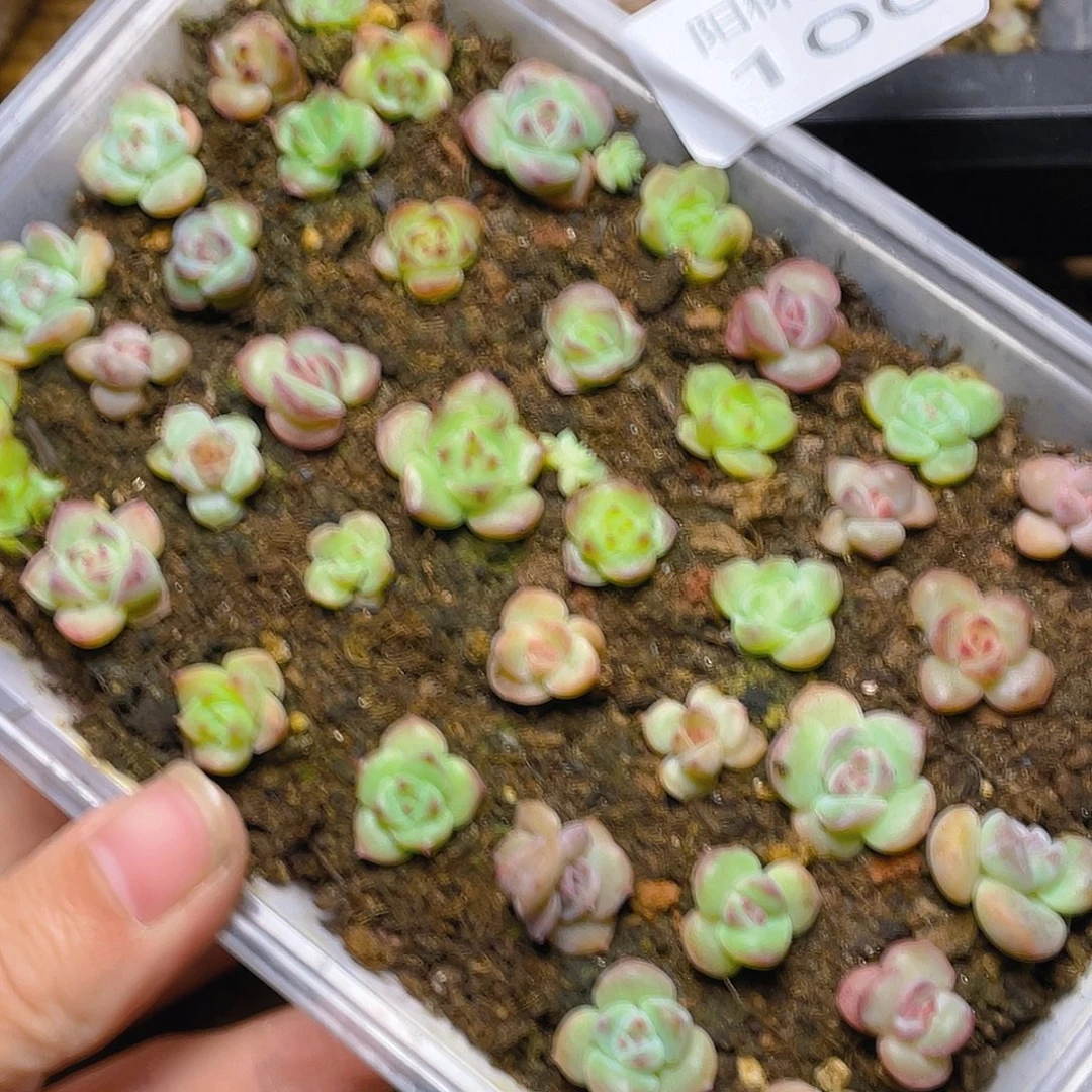 多肉植物多肉植物100