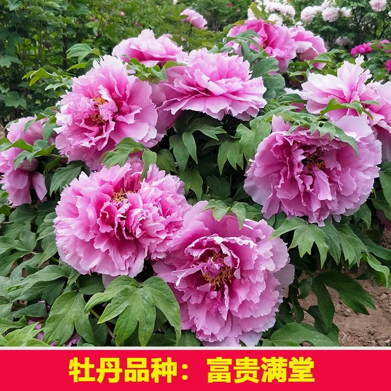 （富贵满堂） 牡丹花苗 山东基地直发