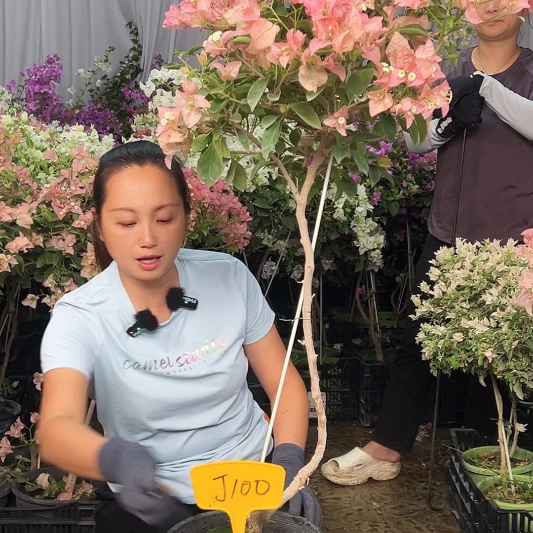 用***7大部分花苞少量开放J100卡亚塔