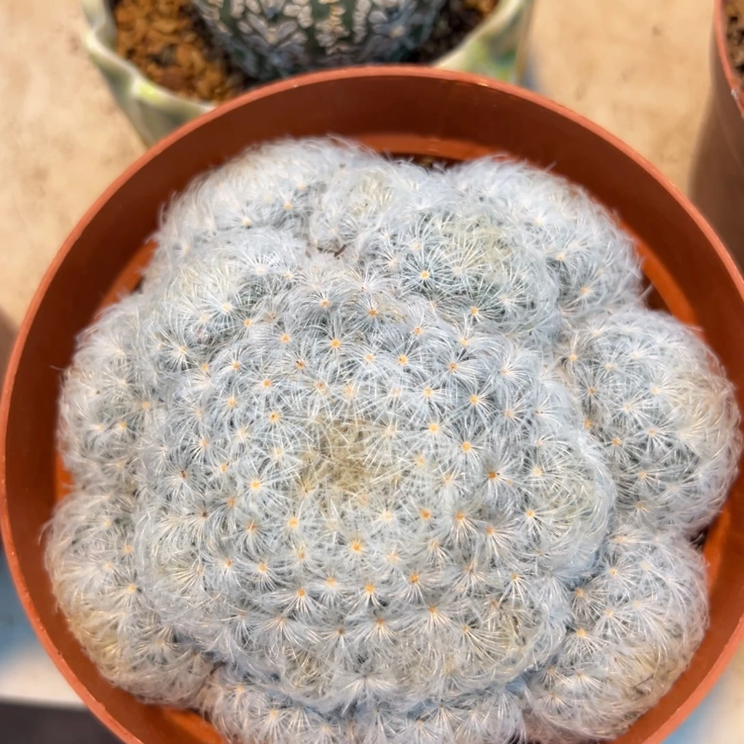 白星随机一颗。