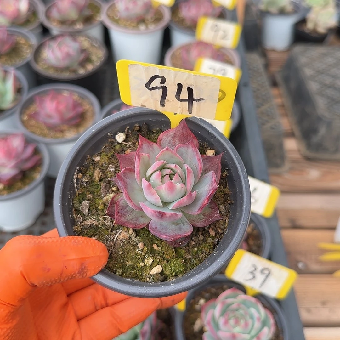 重****肉94惊鸿单头多肉