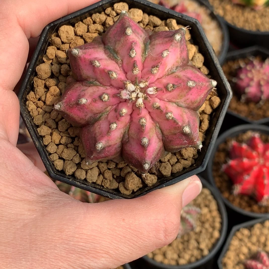 顺****丶仙人球米哈牡丹锦