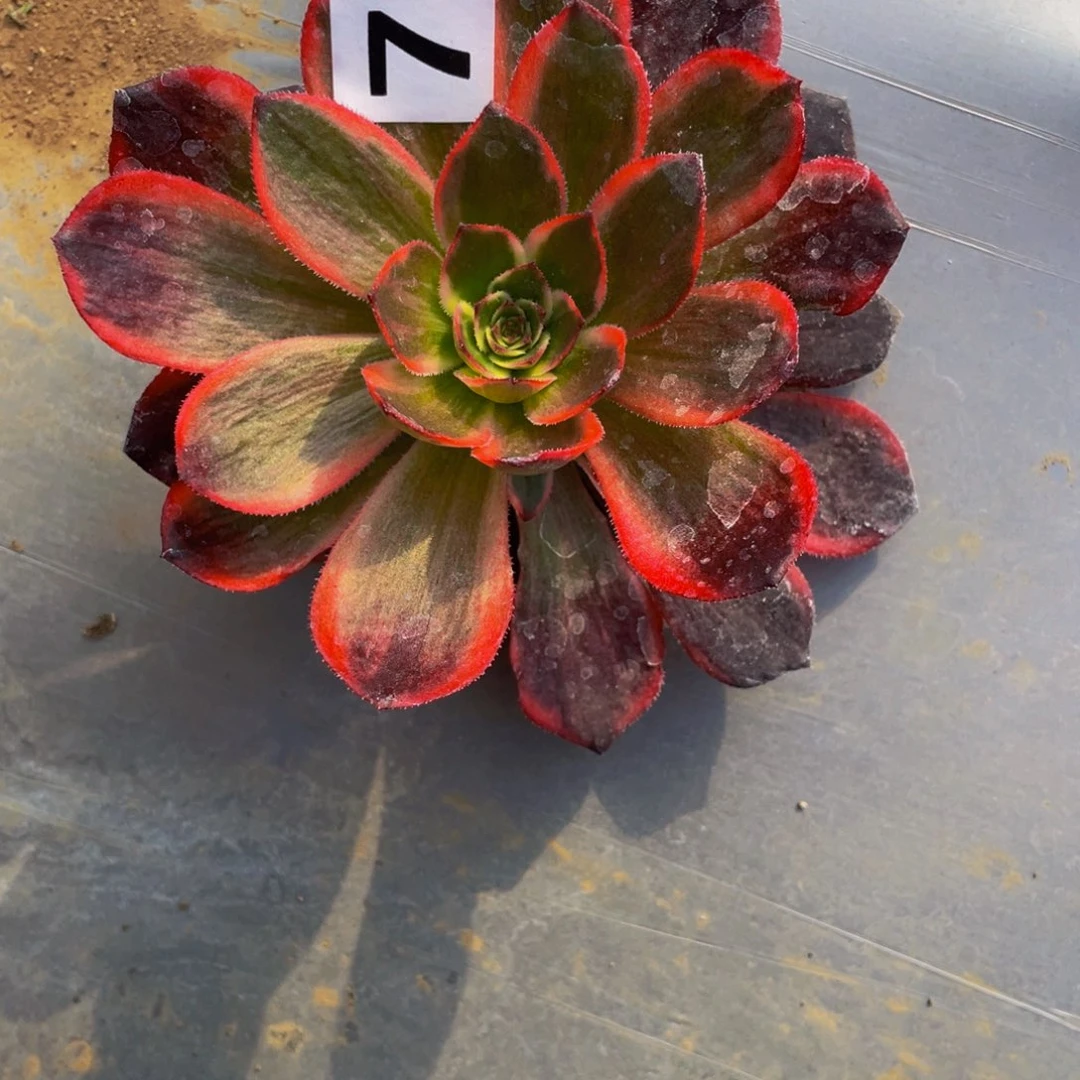 768克拉恋人多头植物