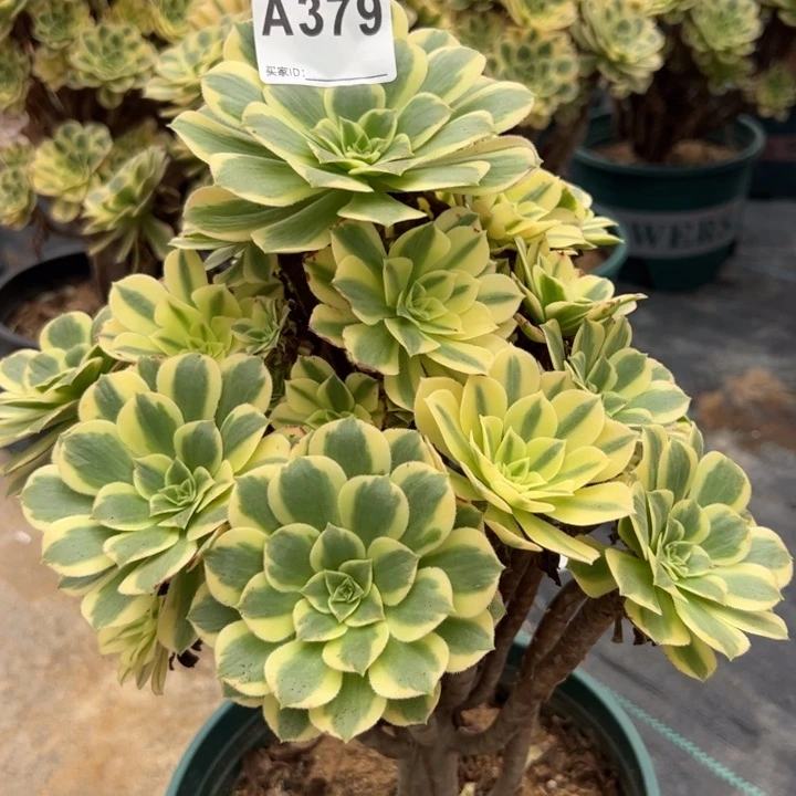 379碧玉25厘米左右