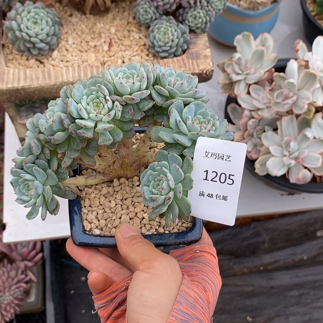 白胖子朵朵多肉多肉205