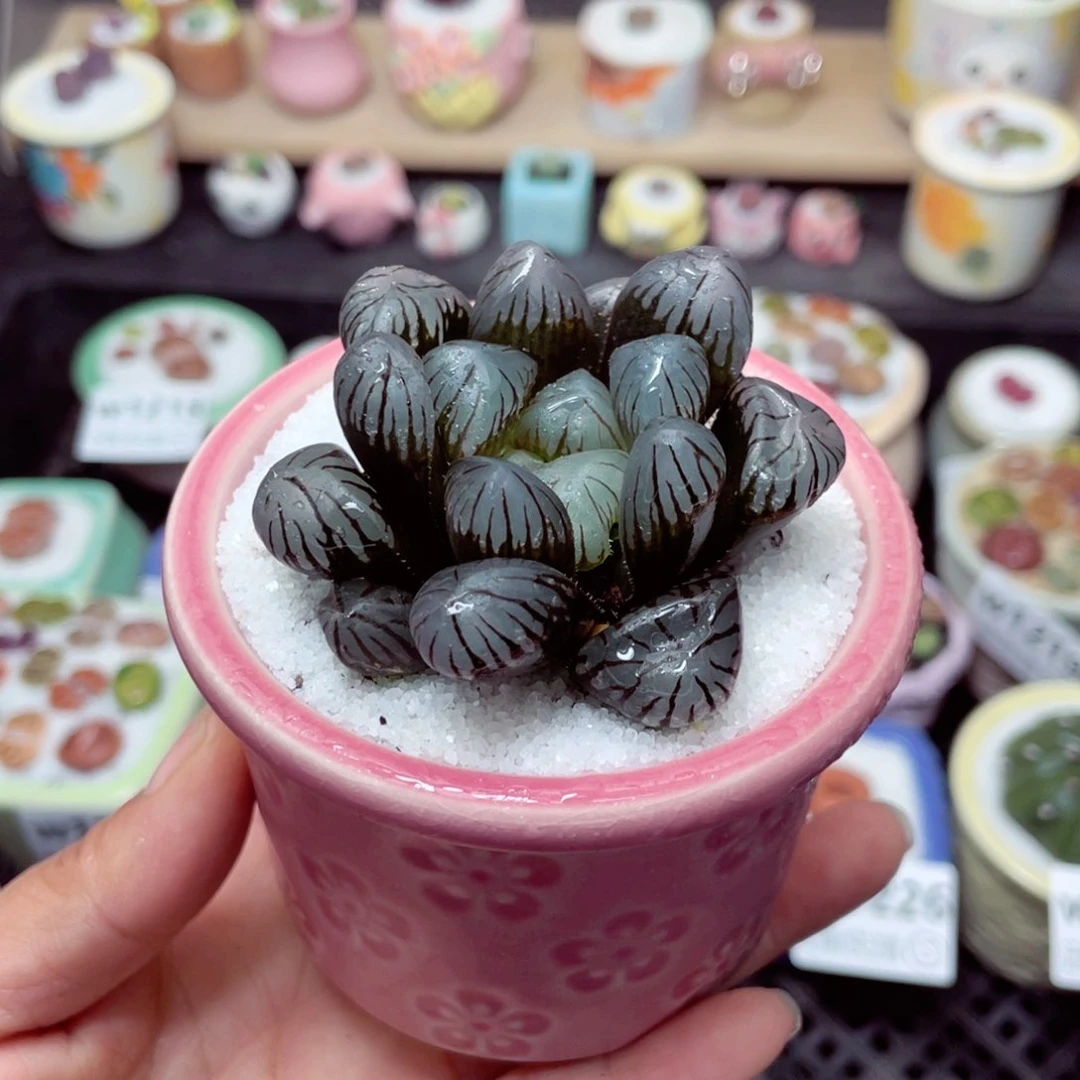 w1230 带盆土发货-零下地区拍保温箱