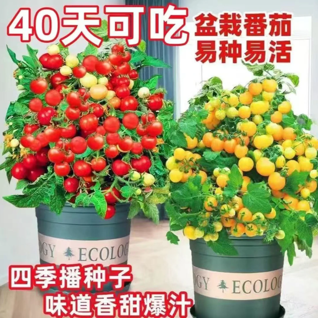 盆栽矮生小番茄种籽