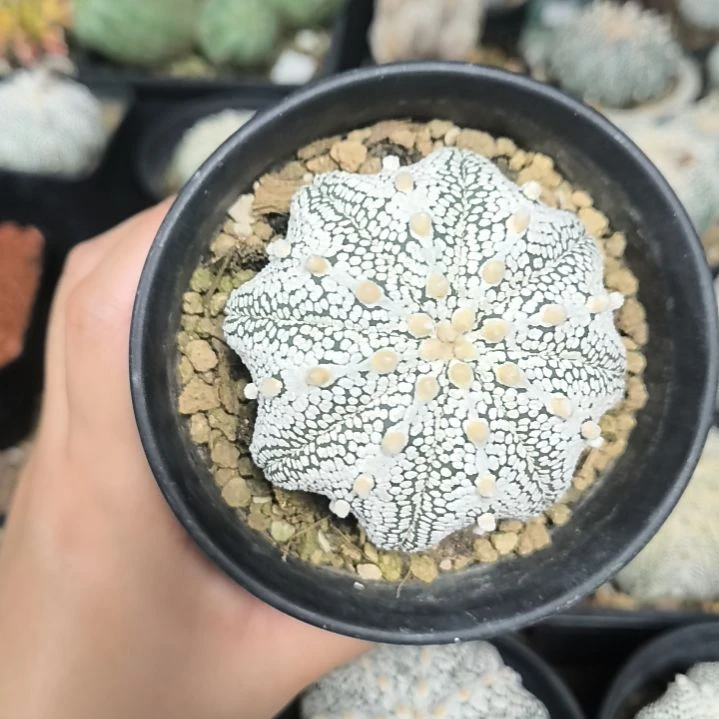 奇迹7一物一拍脱土发货