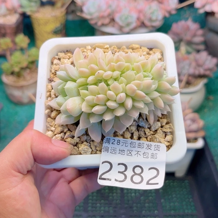 大2382；zvxvxvcvvvb