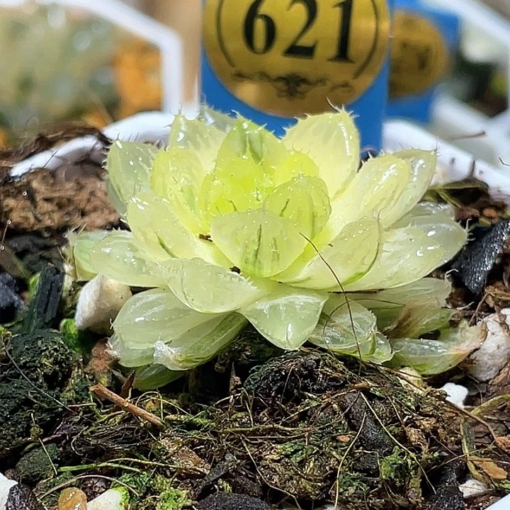 621糊斑翠雲錦一物