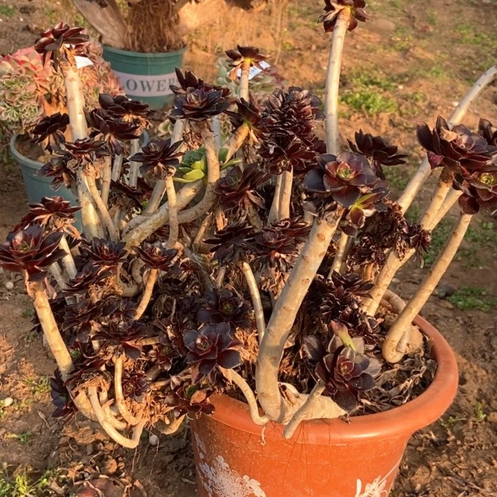 江****姐757黑法师缀化阴阳