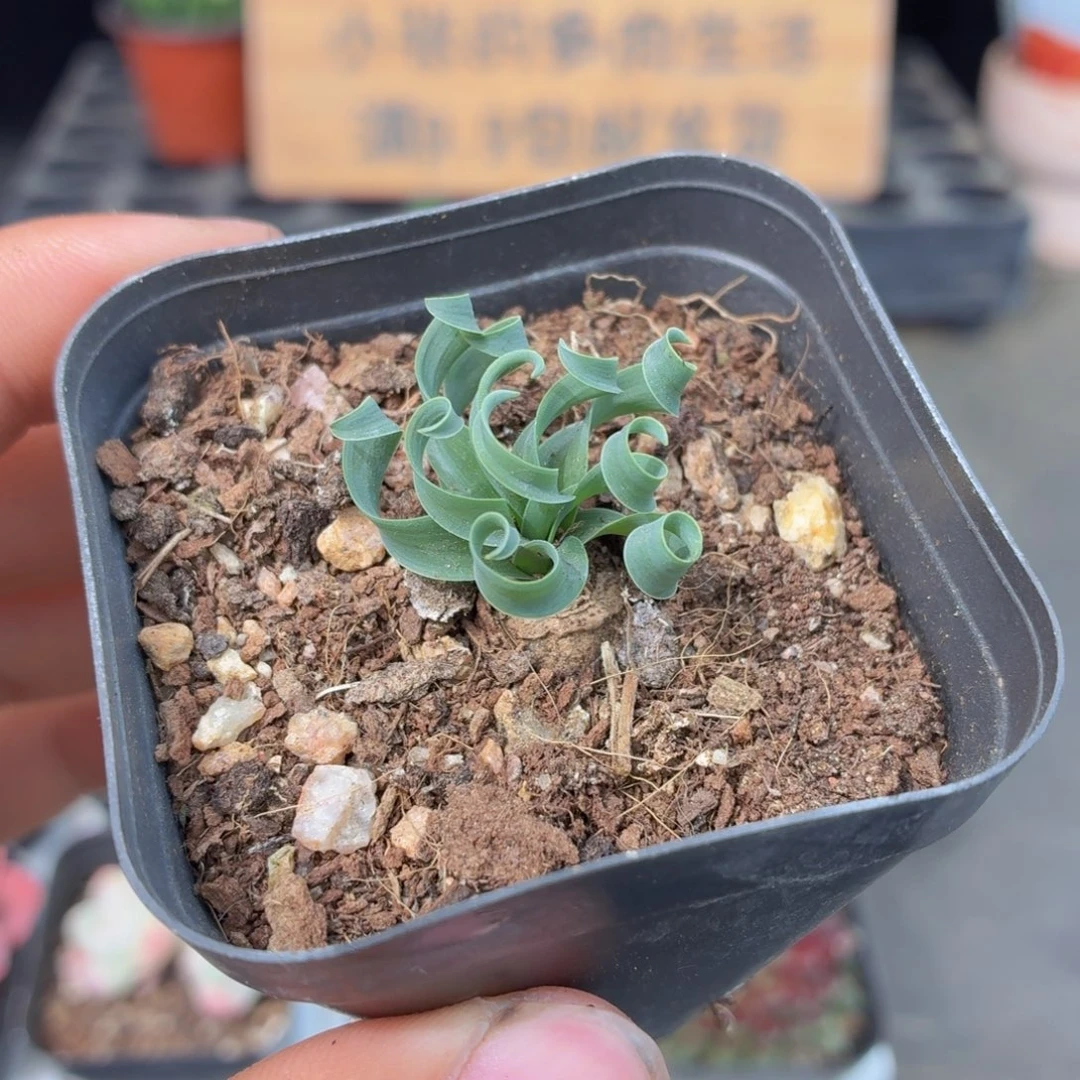 弹簧草多肉9.9包邮发货